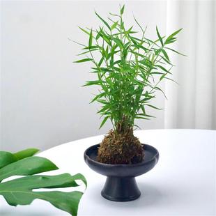 Ji Cui Bamboo Moss Ball | Office Indoor Air Purification Japanese Jici Bamboo Ornamental Bamboo Popular Small Plant