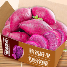 紫薯新鲜板栗红薯番薯地瓜蜜薯糖心10斤山芋烟薯香薯蔬菜农家自种
