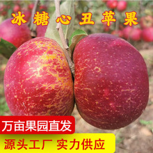 昭通红露苹果冰糖心丑苹果新鲜水果当季脆甜红富士当季一件代发