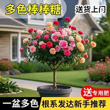 �����ǘ䘶�¼�����༾�_���Ϙ������҃ȝ�������õ����̨ͥԺ