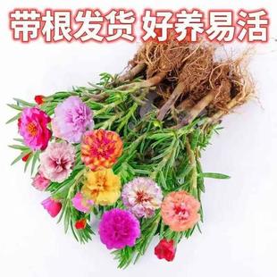 [Recommended for Summer and Autumn] Sunflower Seedlings with Buds, Perennial Mixed-Color Large-Flowered Plants with Roots, Potted Green Plants and Florals