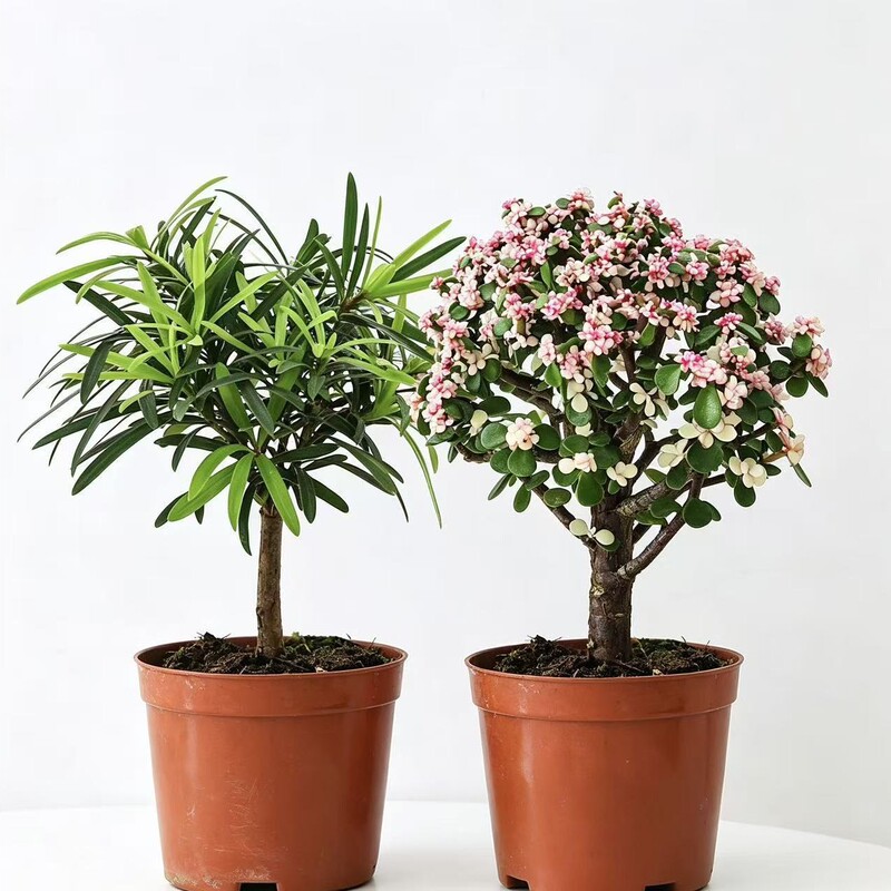 Low-maintenance indoor potted plants, shade-tolerant, drought-resistant, suitable for all seasons, evergreen, fun desktop green plants Low-maintenance indoor potted plants, shade-tolerant, drought-resistant, suitable for all seasons, evergreen, fun desktop green plants