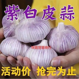 5�������r�����������^���]�N�ӽ����^2024���̓r