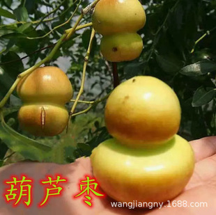 ���J�������󶬗������ش�̖�ϱ����Nֲ�ͺ����Ǘ����Թ�����