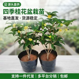 四季桂花一件代发室内室外好养桂花树浓香型好养花卉绿植盆栽