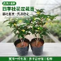 四季室外浓香型盆栽花卉