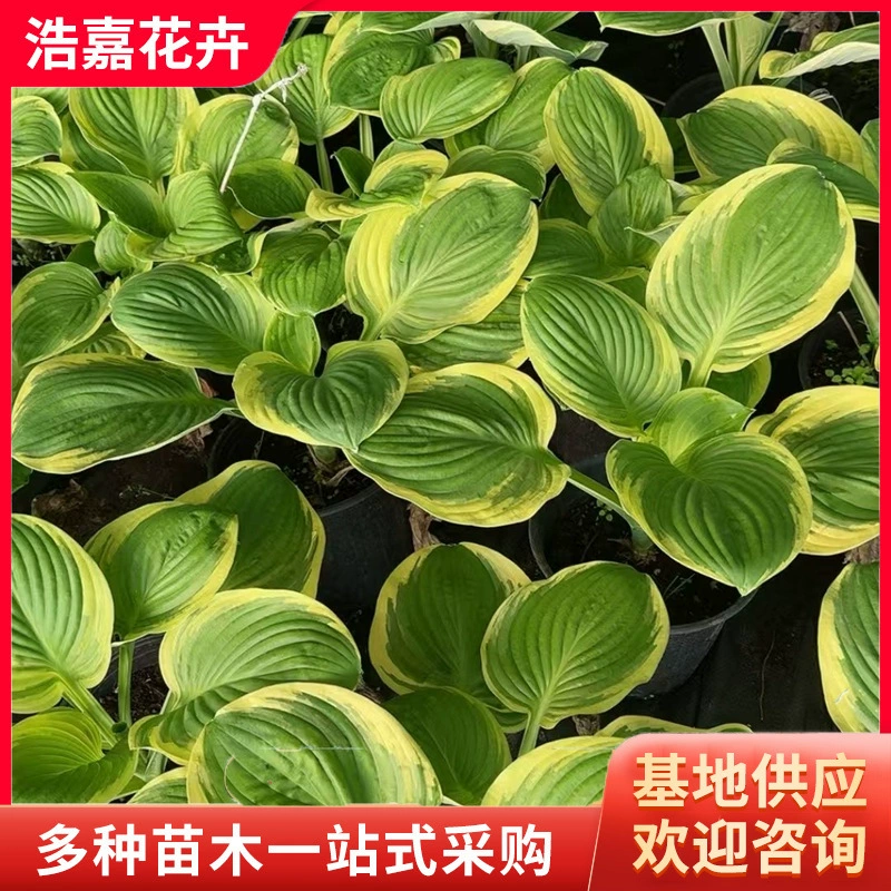 Заколка для волос из нефрита с многоцветными фиолетовыми цветами, заколка для волос из нефрита с белыми цветами, заколка для волос из нефрита с золотыми краями, заколка для волос из нефрита с фиолетовыми цветами, заколка для волос из нефрита с золотыми краями, заколка для волос из нефрита с цветочными листьями.