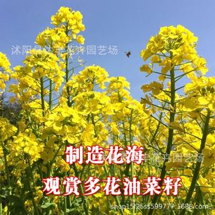 ���l�Ͳ˻��N���Ͳ���ܿ޷���컨�����Ͻ��������·N�༾ʢ��