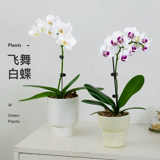带花发货蝴蝶兰大花卉盆栽观花植物室内好养轻奢高级四季年宵植物