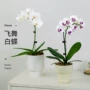 观花盆栽植物四季花卉