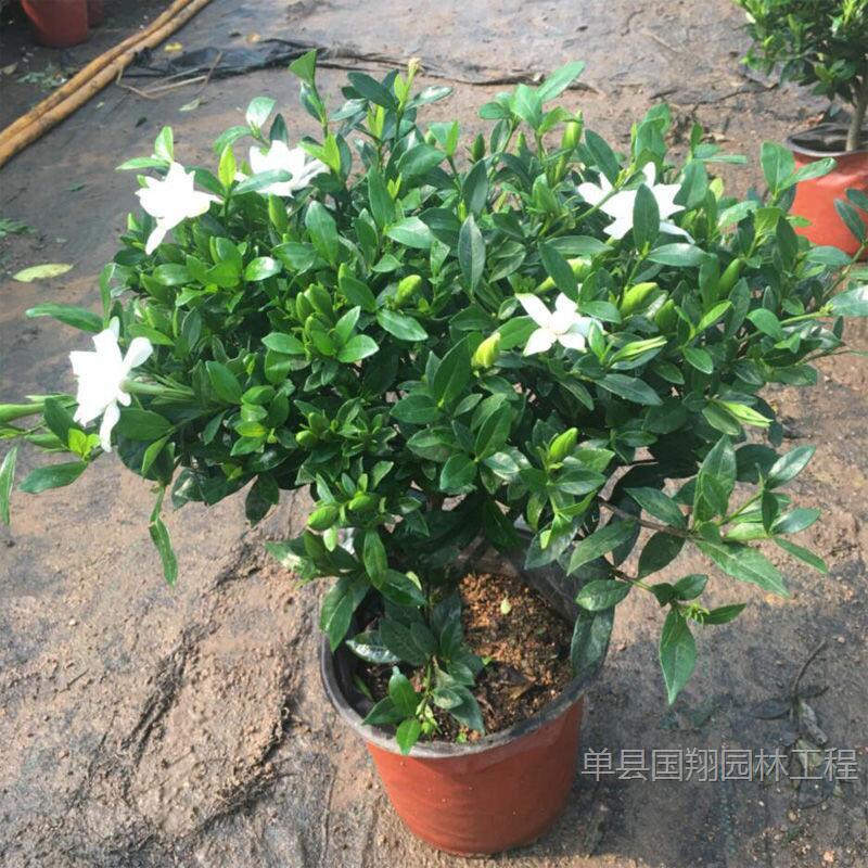 栀子花花苗大叶牡丹棒棒糖栀子花小叶盆栽四季开花浓香独杆苗阳台