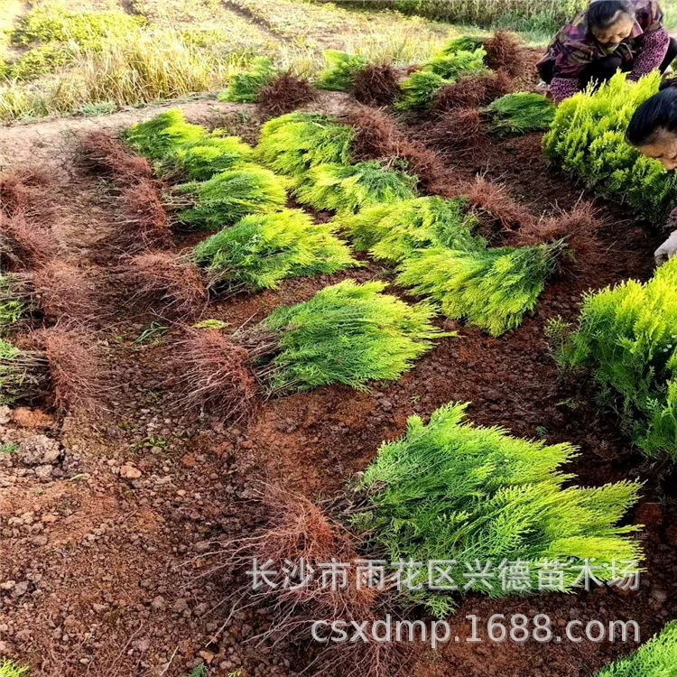 Серия кустарников «Золотой кипарис Хунань», саженцы золотого кипариса для зеленения