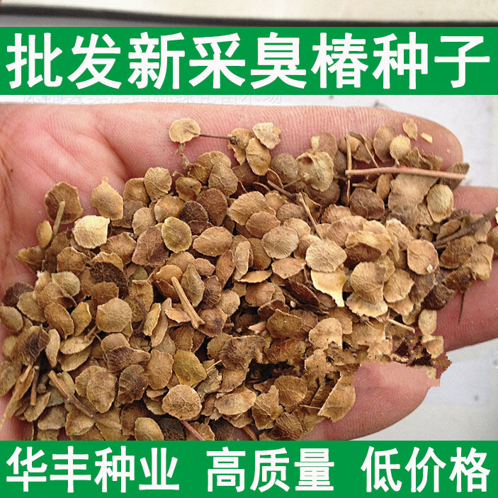 新采臭椿种子臭椿树种子大果臭椿椿树种子四季种植红油香椿树种子