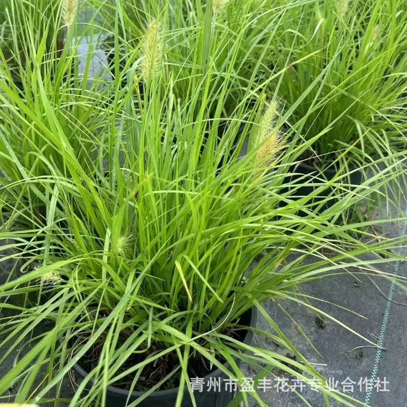 Саженцы травы с хвостом волка, фиолетовая трава с хвостом волка, база продает различные характеристики и различные водные растения в больших количествах.