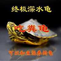 2026夏季最耐热的冷水耐活观赏龟推荐(附包活保障)