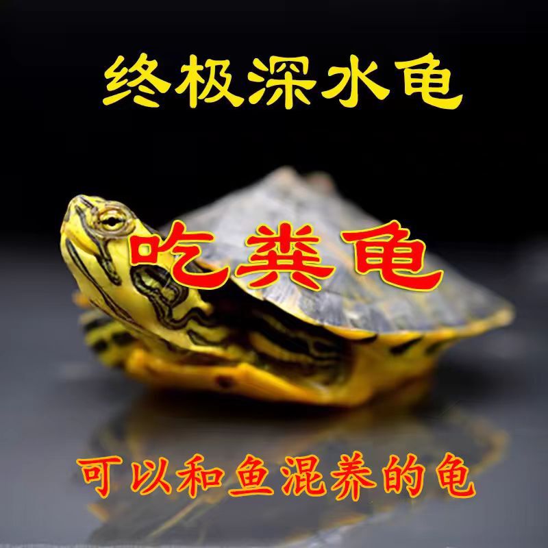 Deep Water Turtles, Yellow-Eared Turtles, Turtle Species That Eat Excrement, Mixed-Tank Turtles, Side-Striped Turtles, Cold-Water Turtles, Ornamental Lazy Pet Turtles, Live Animals Deep Water Turtles, Yellow-Eared Turtles, Turtle Species That Eat Excrement, Mixed-Tank Turtles, Side-Striped Turtles, Cold-Water Turtles, Ornamental Lazy Pet Turtles, Live Animals