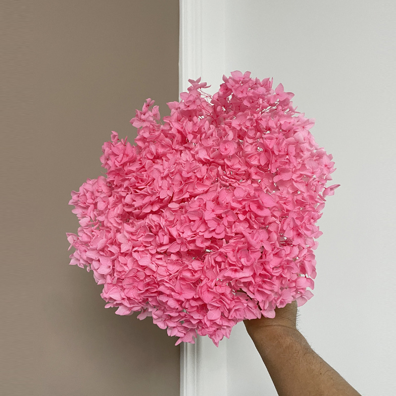Yunnan Anna Hydrangea Flower Wholesale DIY Flower Preservation Flower Materiales de Regalo de Navidad