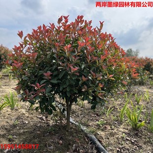 �t�~ʯ骾G�������ļ����GͥԺ���@�G��ֲ���ͺ��ͺ�����t���B