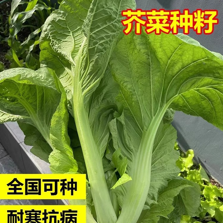 芥菜种籽大全四川大叶青菜包心酸菜冬天四季阳台盆栽蔬菜种子种孑