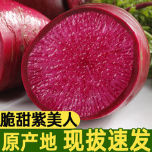 紫美人水果萝卜甜脆水果型青红皮凤梨沙地潍坊心里美萝卜新鲜包邮