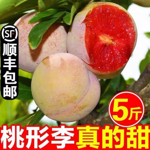 嵊州桃形李现摘现发新鲜当季水果现摘脆甜脱骨浙江红心李子蜂糖李-阿里巴巴