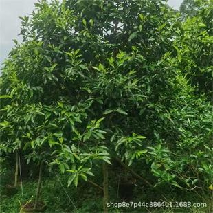 �����m���m���m���������l2-10��