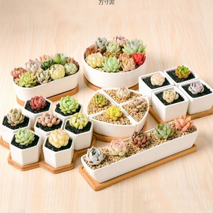 Small Flower Pot for Fleshy Plants suit Ceramic Cute Personality Rectangular Old Pile Porcelain Pot with Tray Amazon