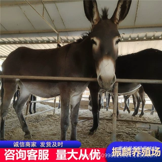 养殖场供应德州驴肉驴活驴崽小驴苗价格小毛驴活体