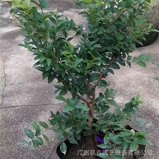 Taiwan Garbo Fruit Tree Saplings Landscape Courtyard Park Green Plants Foliage Potted Plants