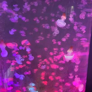 赤月水母 海洋主 題夜市水母 擺攤赤月 活體水母