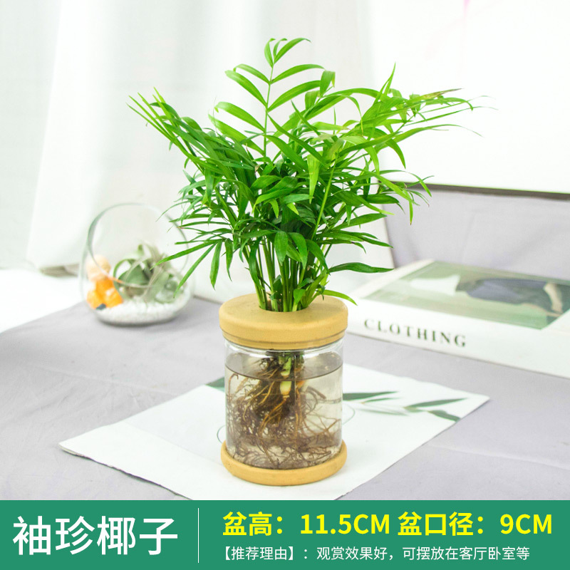 Plantas hidropónicas en maceta de flores de oficina de flores pequeñas plantas verdes en todas las estaciones, fácil de cultivar plantas en maceta de agua suculenta.
