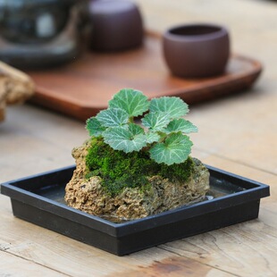 ��ʯ��βާ����ɽʯ�҃���������̦�\΢���^ˮ��ֲ����ˮʯ�Gֲ�o