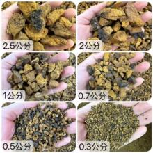 桦树茸小颗粒0.3至3公分白桦茸冲泡煮水桦褐孔菌黄块批发包邮