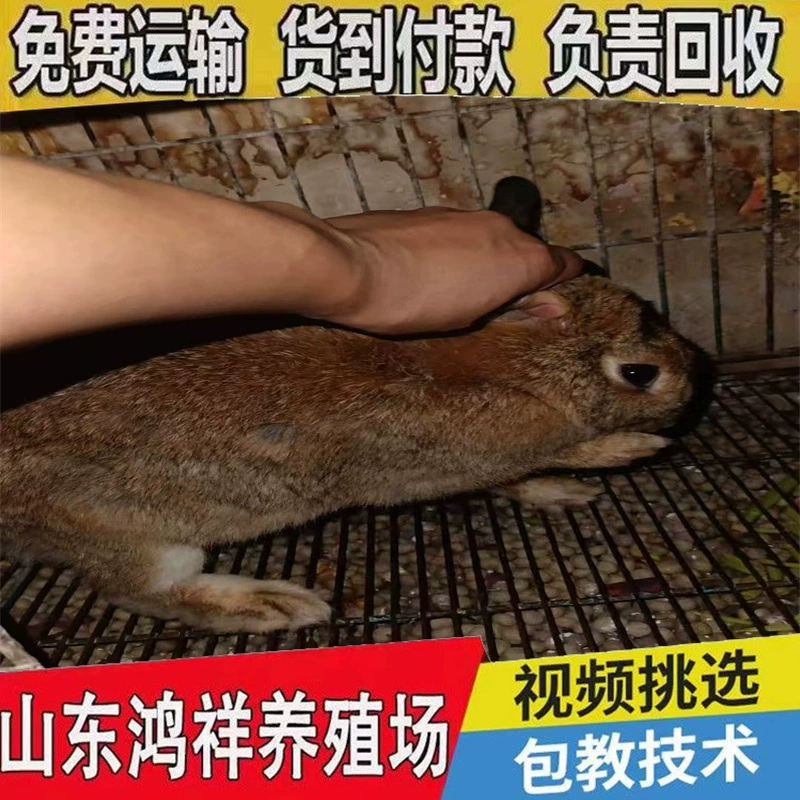 Живые бельгийские кролики, цена на самцов и самок, акция на месте на базе разведения кроликов Шаньдун, гигантские бельгийские кролики