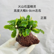 ��Ͷ��ɽʯˮ��ˮ��ֲ���~���쾰�[��ˮ��ֲ�������ݑ���ˮ����