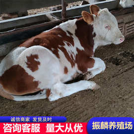 改良肉牛西门塔尔牛 养殖肉牛犊 架子牛 市场西门塔尔牛