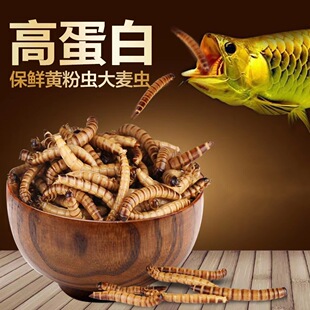 ���Ѫ�W�^�~ʳ�S���x�����x�Ꭷ�~�lؔ�~�Z���~�\���_�h�~