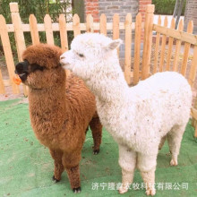 现在的羊驼价格如何 草泥马羊驼小崽出售草泥马小羊驼多少钱一只