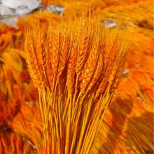金色大麦厂家批发天然麦穗干花花束婚庆开业装饰大麦花篮的大麦