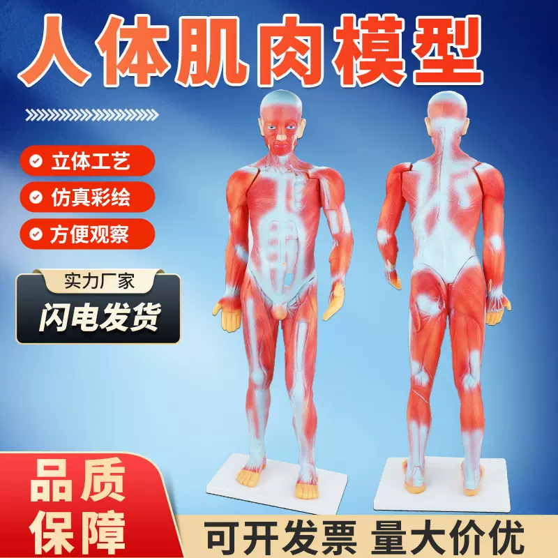 医学讲座模型生物课堂展示模型演示教材85cm人体全身肌肉模型