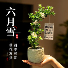 ����ѩ�辰�Ϙ�С�����ذ�Gֲ��Ʒ���ͻ����r���k���҃�����[��