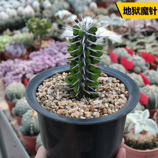 �تzħᘶ���ֲ�� ϡ�����T��꪿Ə������������w�Gֲ����С����