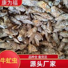 牛虻虫 牛忙虫牛苍蝇 中药材牛虻虫 各种冷背 代打粉