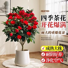 �軨�����ļ��໨���������ذ��tɽ�軨�҃���ͥԺ�̨���ܺ��B