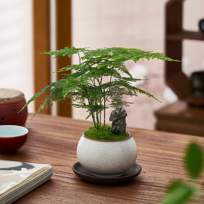 文竹盆栽室内植物净化办公室绿植桌面花卉客厅盆景四季常青好养