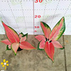 The base is directly supplying ribs of ribs, Geese, Ruyi Ruyi Chinese Red Potted Desktop Purifying Air Green Plant Plants