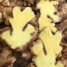 云南小黄姜9斤产地直发新鲜生姜现挖高山嫩姜老姜