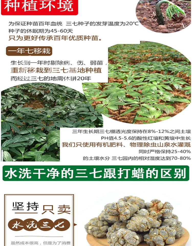 San Qi Notoginseng Root Tian Qi Dried Whole Roots Wenshan Panax notoginseng for Decoction and Powder specifications
