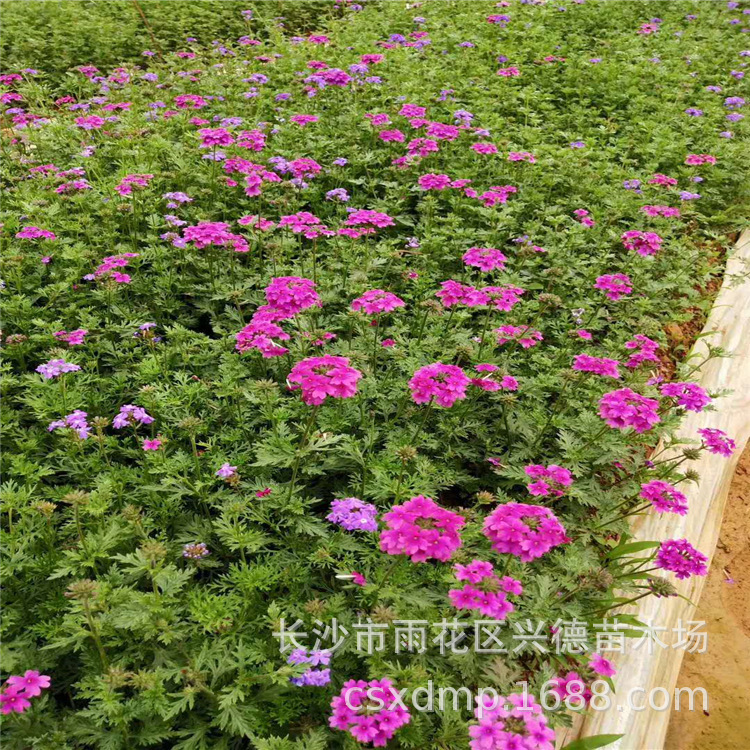 批发美女樱 地被草花美女樱苗 湖南美女樱价格 量大优惠