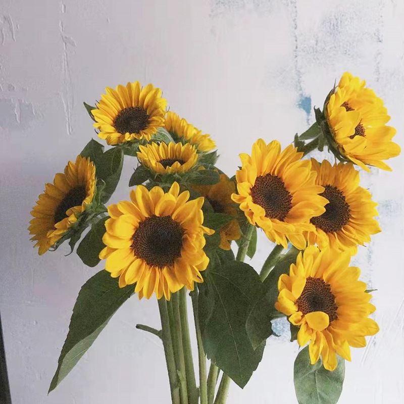 迷你向日葵1.jpg